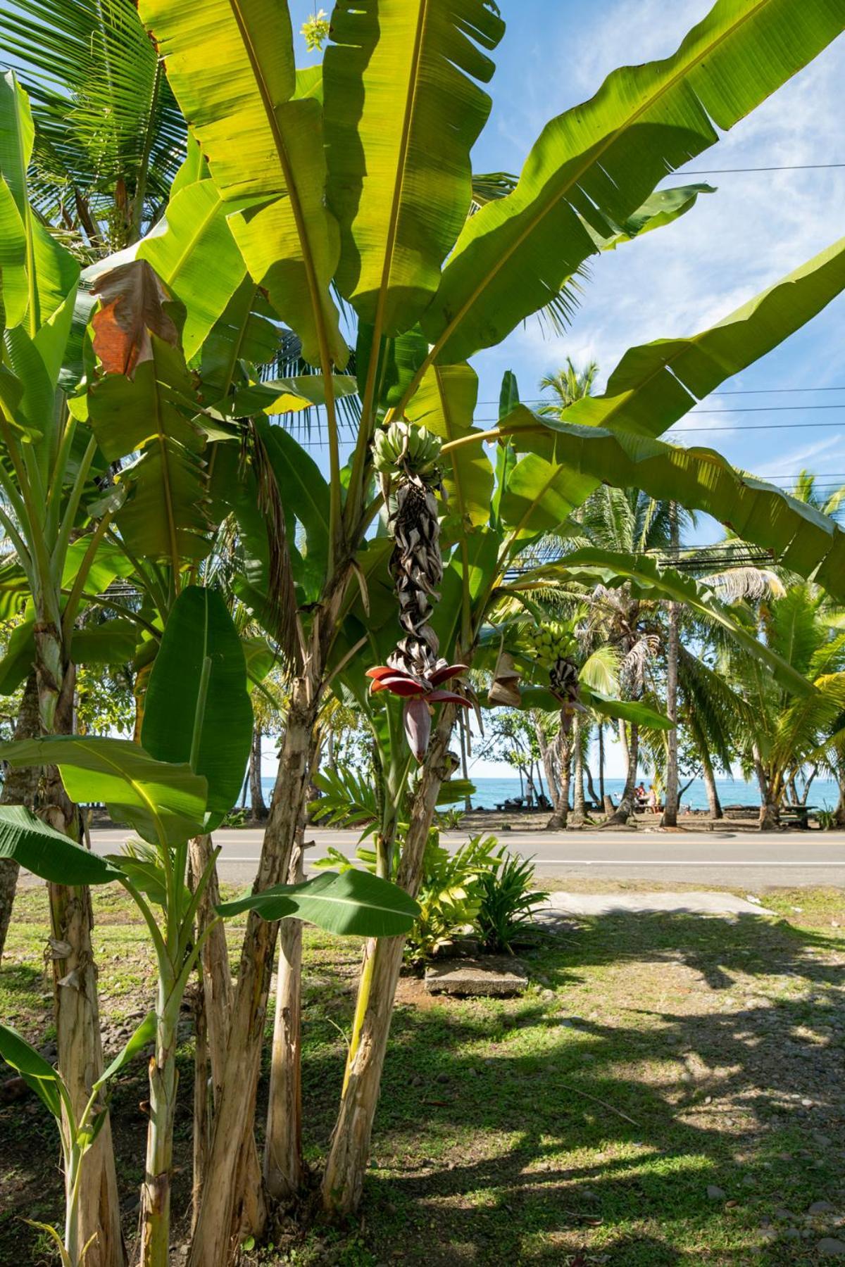 Casa Blanca Beachfront House With Shared Pool Access Pangea Lodge Puerto Manzanillo Exterior foto